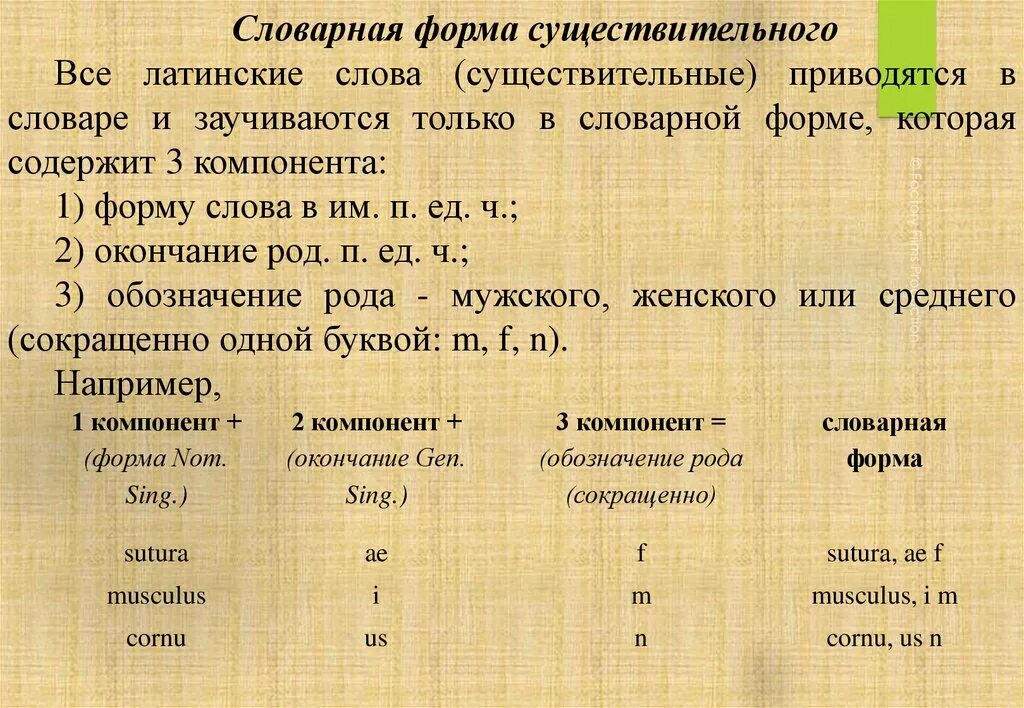 Что обозначает слово латынь. Словарная форма латынь. Словарная форма существительных в латинском. Словарная форма существительных в латинском языке. Словарная форма в латинском языке.