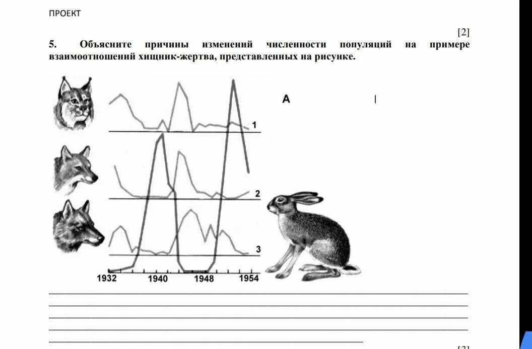 На графиках продемонстрированы изменения численности жертвы зайцев. Взаимосвязь хищник жертва. Изменение численности популяции. Математическая модель хищник жертва. Динамика популяции хищника и жертвы.