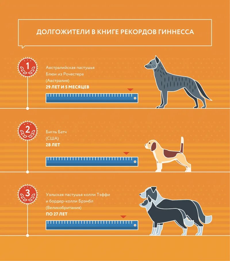 Таблица возраста собак мелких пород. Таблица определения возраста собаки. Собаке 6 лет сколько по человеческим. Собаке 5 лет сколько это по человеческим меркам таблица.