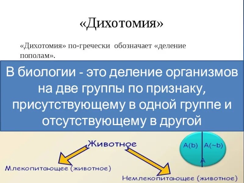 Что такое дихотомия. Дихотомическое деление в биологии. Дихотомические ключи в биологии. Дихотомическое и по видоизменению признака. Дихотомическое деление примеры.