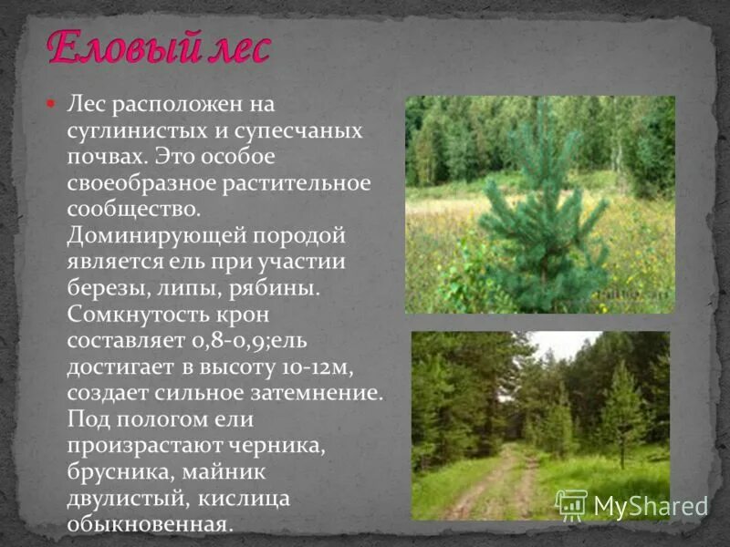 Растительное сообщество еловый лес преобладающий вид. Почва в еловых лесах. типы растительных сообществ еловый лес. еловый лес характеристика растительного сообщества. типы растительных сообществ еловый лес почва.