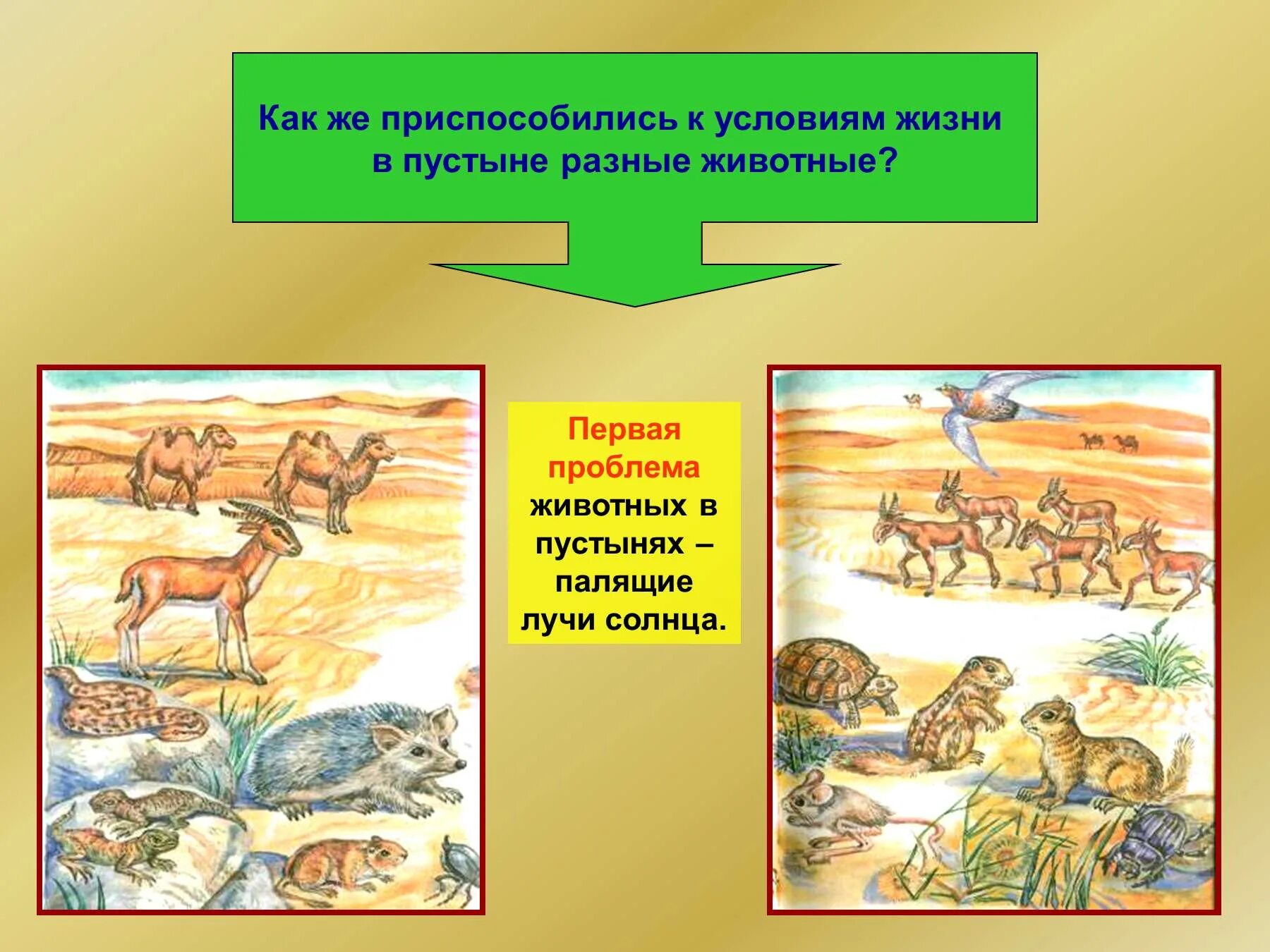 Как растения приспособились к обитанию в пустынях. Как приспособились животные в пустыне. как животные пустыни приспособились к условиям жизни. как животные приспосабливаются к условиям жизни. условия жизни животных в пустыне.