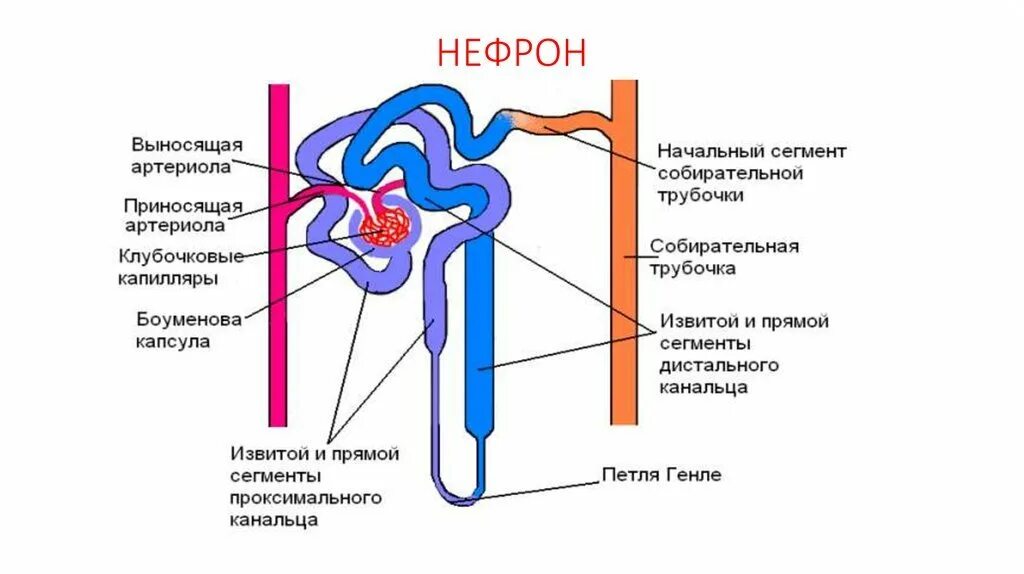 Капсула нефрона называется. Строение нефрона почки. Схема строения нефрона. Схема строения нефрона анатомия. Строение почечного нефрона.