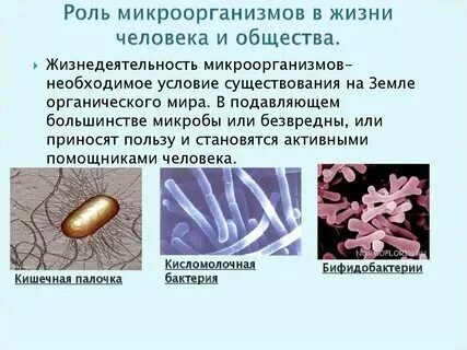 Функции бактерий микробиология. Функции бактерий микробиология