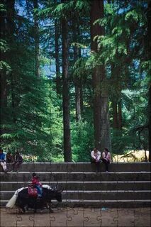 Wood park