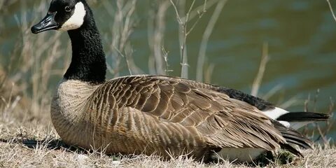 Канадский гусь