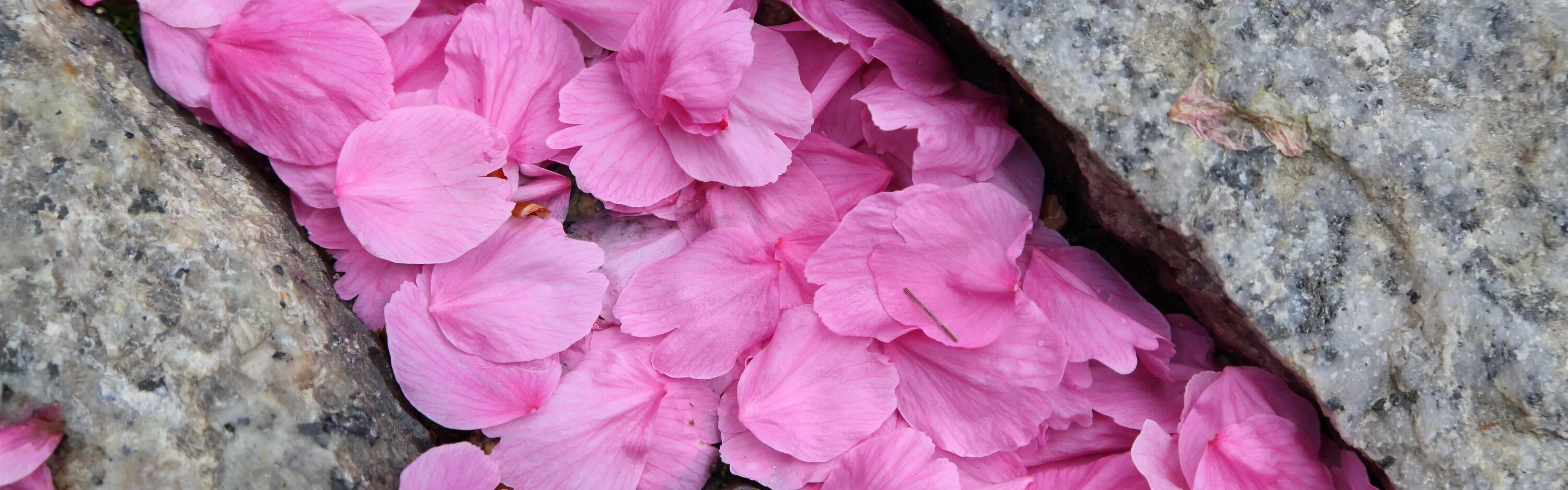 Petal stone. Лепесток Сакуры. Лепесток Сакуры Макросъемка. Сакура и камни. Асфальт с розовыми лепестками Сакуры.