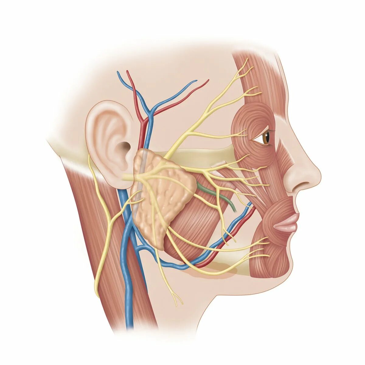 Nervus Facialis анатомия. Лицевой и тройничный нерв анатомия. Тройничный нерв (n. trigeminus). Нервы околоушной слюнной железы.