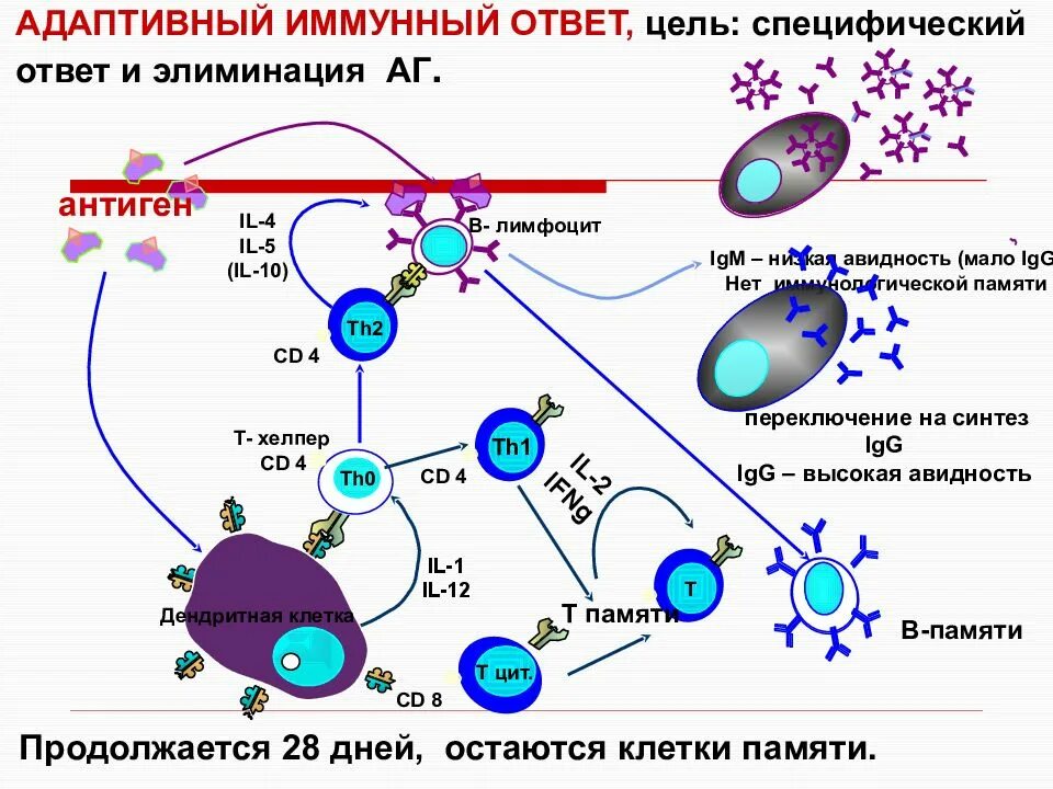 Развитие иммунного ответа