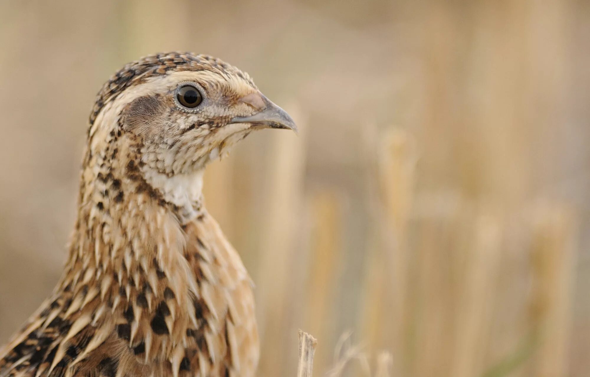 Где перепел поет. Quail Перепелка. Quail куропатка. Перепел Луговой. Перепел Степной.