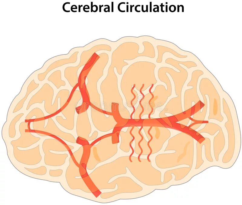 Имеет крови мозга и. Циркуляция мозгов. Microcirculation of cerebral circulation.