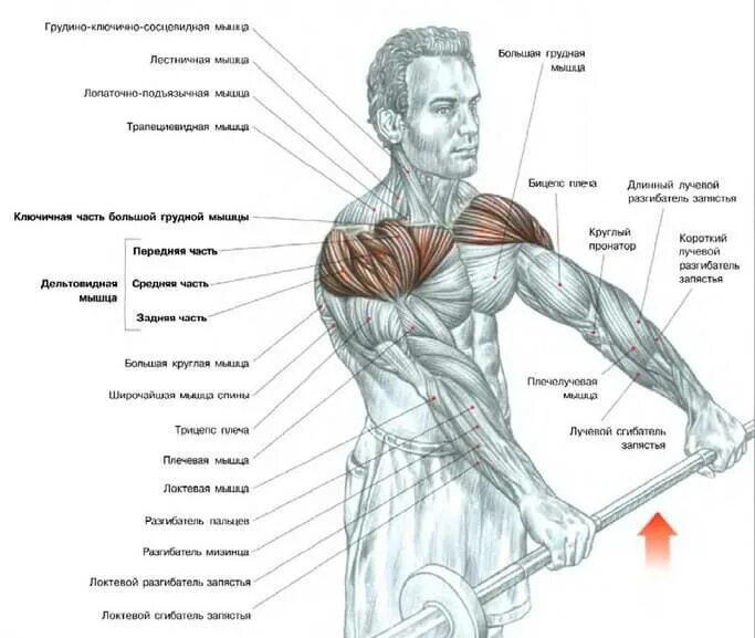 Передняя дельта с гантелями. Тренировка дельтовидных мышц в тренажерном зале. Упражнения для плечевых мышц для мужчин в тренажерном зале. Упражнения на дельтовидные мышцы в тренажерном зале. Упражнения для прокачки плеч в тренажерном зале.
