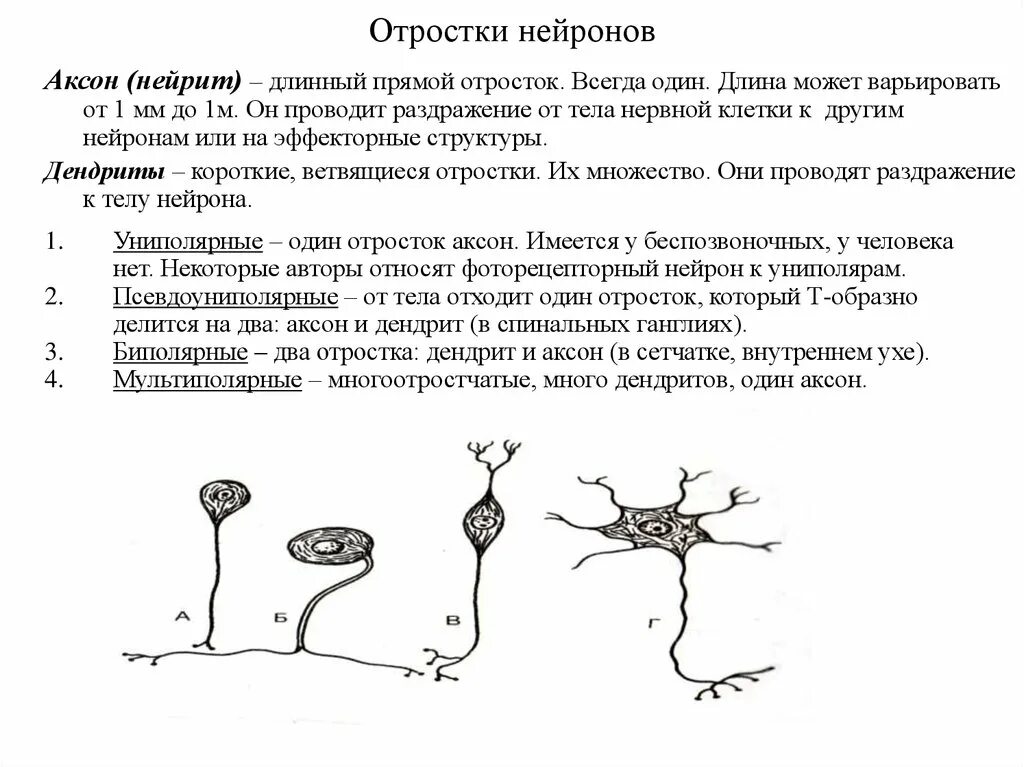 Короткие ветвящиеся отростки нервных клеток. Охарактеризуйте отростки нейрона. Аксон длинный отросток нейрона клетки. Отростки нейрона схема. Нервные клетки Нейроны имеют отростки 2-х видов.