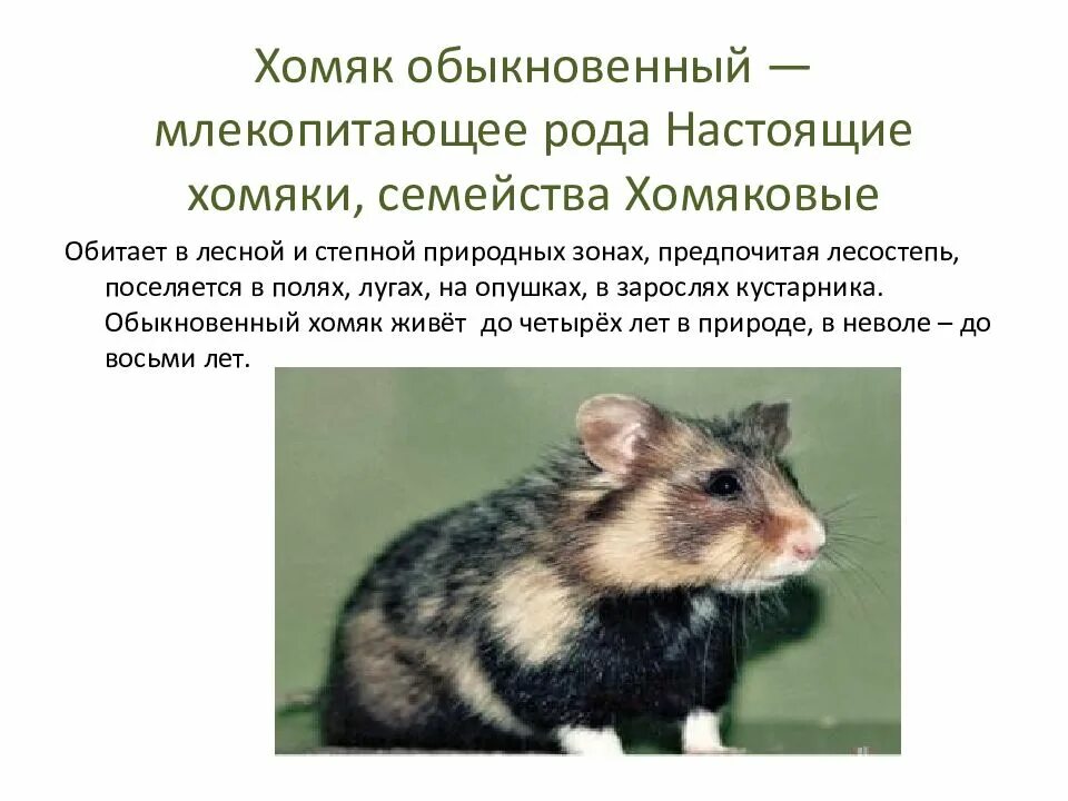 Хомяк обыкновенный описание. Описание хомяка. Хомяк обыкновенный описание. Хомяки занесенные в красную книгу. Хомяк обыкновенный презентация.
