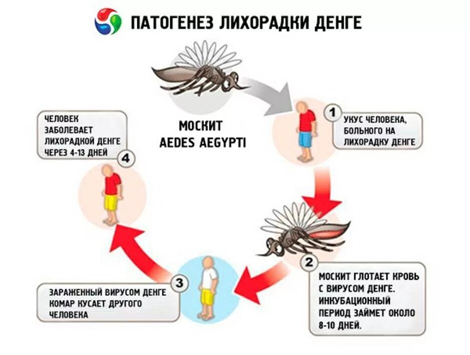 Возбудитель передается через укусы насекомых. Лихорадка Денге эпидемиология патогенез. Лихорадка Денге патогенез схема. Вирус лихорадки Денге симптомы. Основные клинические проявления лихорадки Денге.