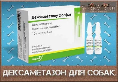 Дексаметазон для собак