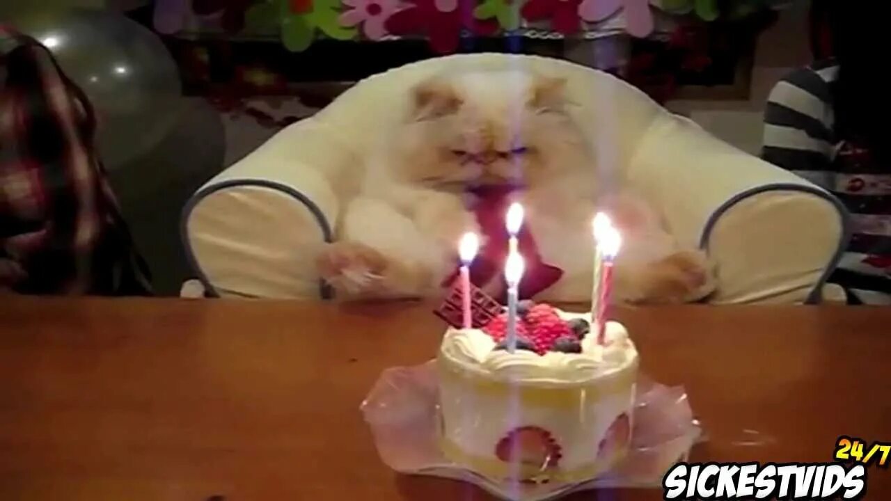 Прикольное видео с юбилеем. Торт с котом. Кот с тортом с днем рождения. Тортик для котика. Кот с тортиком.