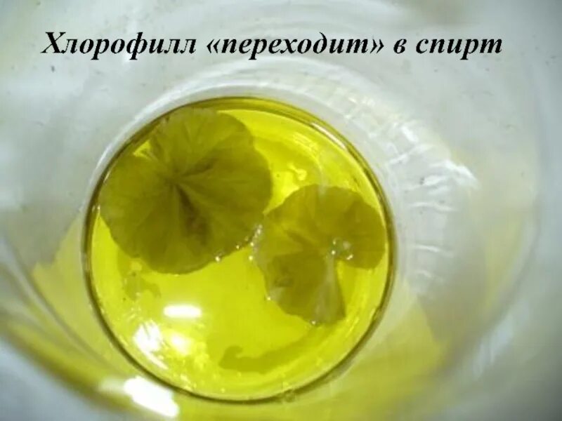 Опыты с листьями