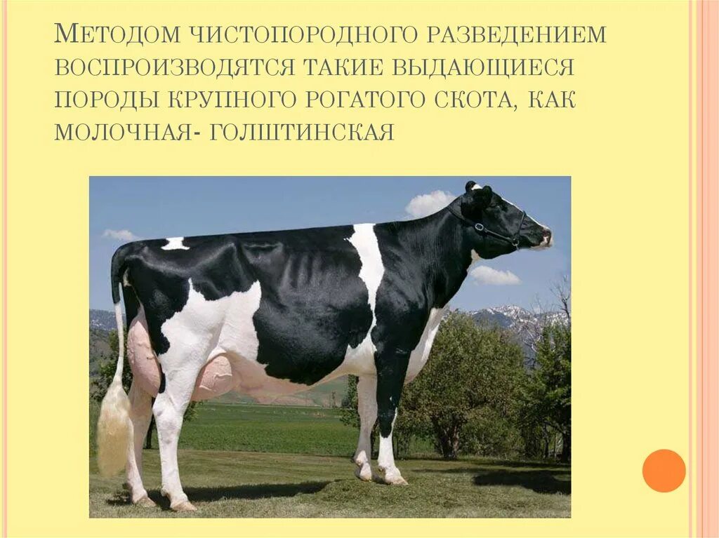 Картинки РАЗВЕДЕНИЕ МОЛОЧНОГО КРС