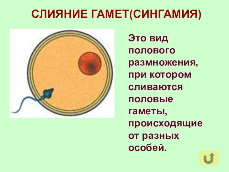 В результате слияния гамет происходит. Слияние гамет. Слияние гамет половых клеток. Этапы взаимодействия гамет. Сливание половых клеток.