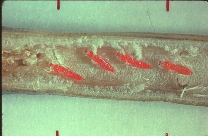 Пшеничный трипс. Личинка трипса. Haplothrips tritici. Пшеничный трипс на пшенице.