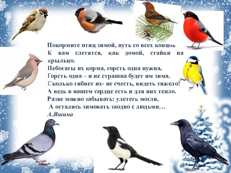 Зимующие птицы. Какую пользу приносят имущие птицы. Зимующие птицы Югры. Зимующие птицы Вологодской области. Польза приносимая птицами
