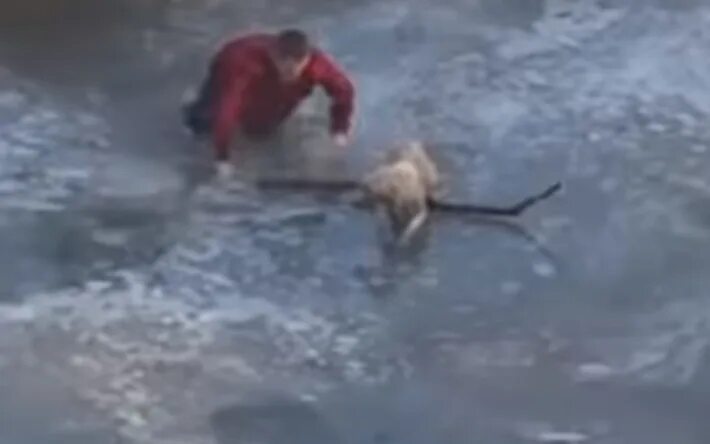 Спас собаку из ледяной воды. Мужчина спас собаку на льду. Мужчина утонул спасая собаку.