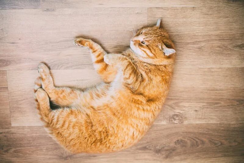 Кот лежит выгнуто. Кошка лежит вид сверху. рыжий кот сверху. лежачий кот сверху. рыжий кот лежит сверху.