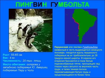 Где обитает пингвин материк