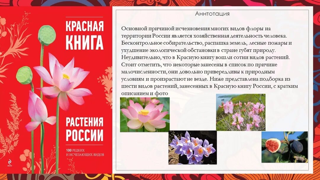Венерин башмачок красная книга красноярского края. Рамтенияиз красной книги. Про растение из красной книги 4 класс. Про растение из красной книги 4 класс. Растения занесенные в красную книгу.