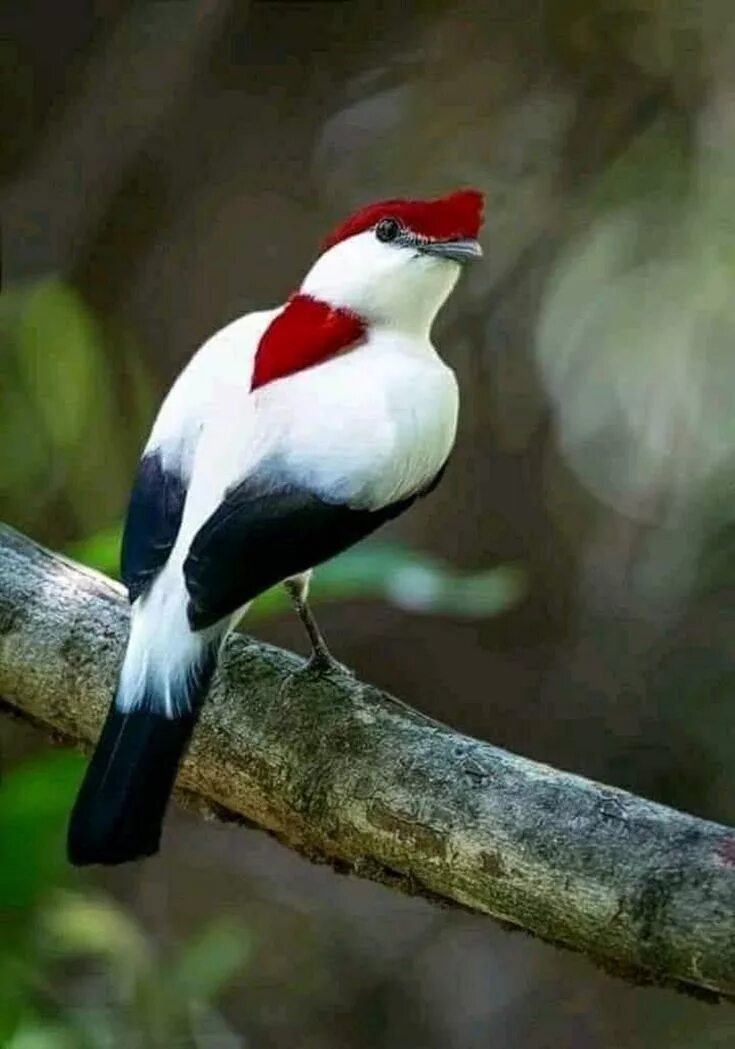 Название редких птиц