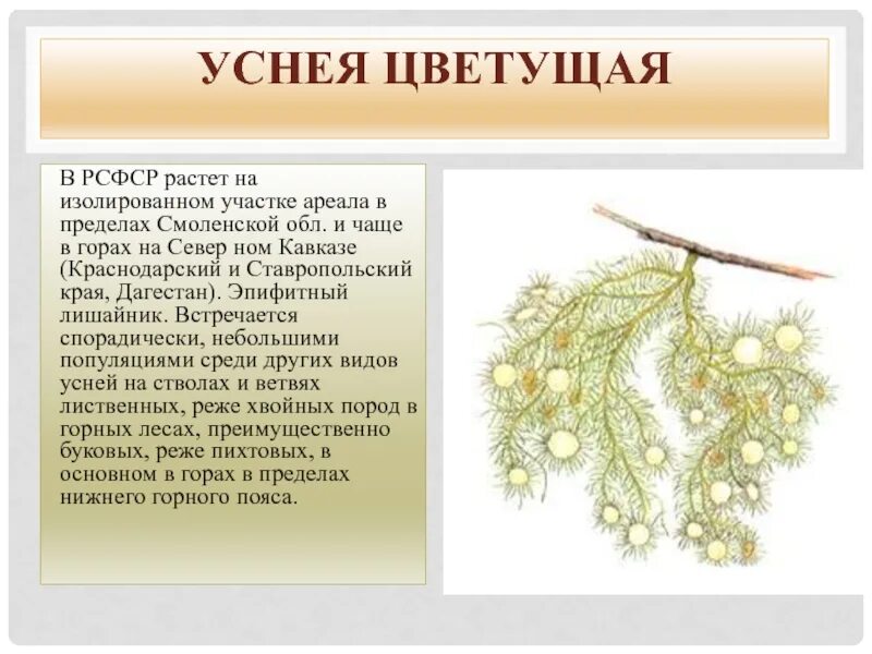 Как пить уснея. Как пить уснея
