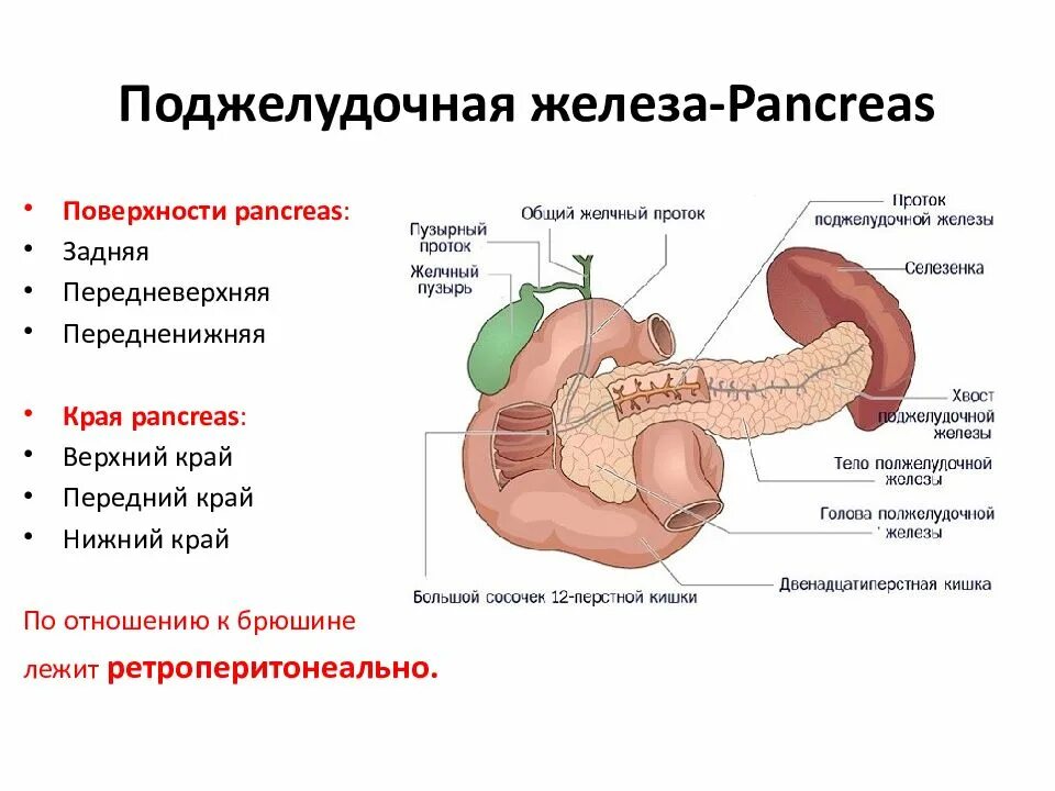 Строение поджелудочной железы анатомия. Поджелудочная железа pancreas. Внешнее строение и форма поджелудочной железы. Сальниковый бугор поджелудочной железы. Секрет поджелудочной железы функции