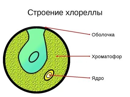 Строение водорослей картинка