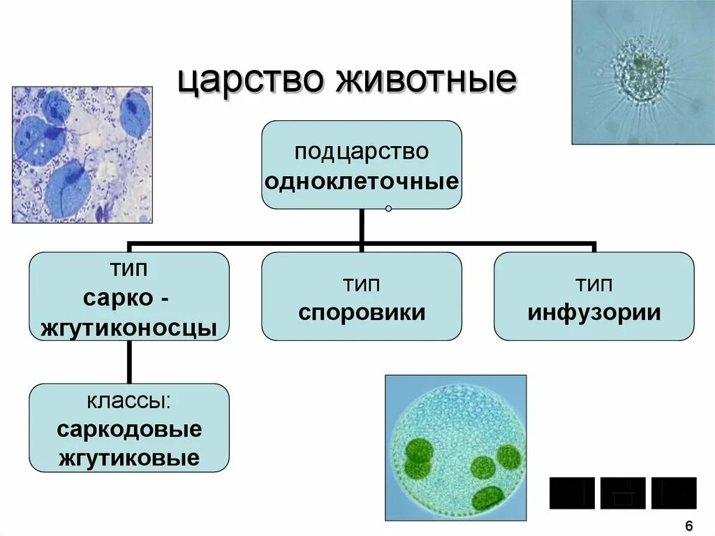 Временная форма существования бактерий и многих одноклеточных. Царство животных Подцарство многоклеточные. Подцарство одноклеточные представители. Царство животных Подцарство Тип класс. Подцарство одноклеточные 7 класс биология таблица.