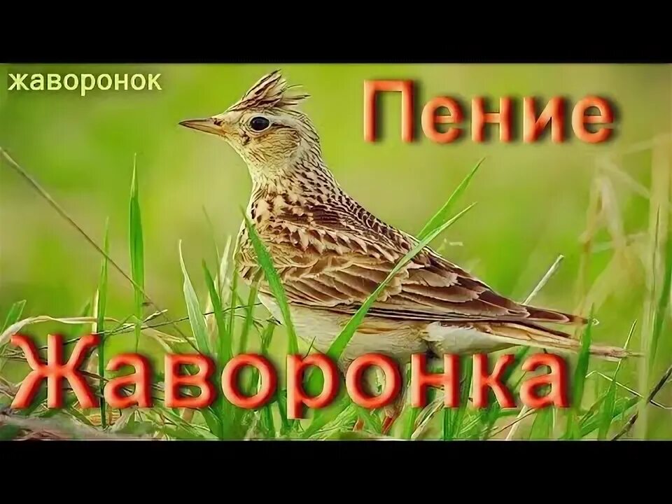 Звонче жаворонка пение слушать. Пение жаворонка слушать. Звонче жаворонка пение слушать. Звонче жаворонка пение слушать. Жаворонок птица весны.