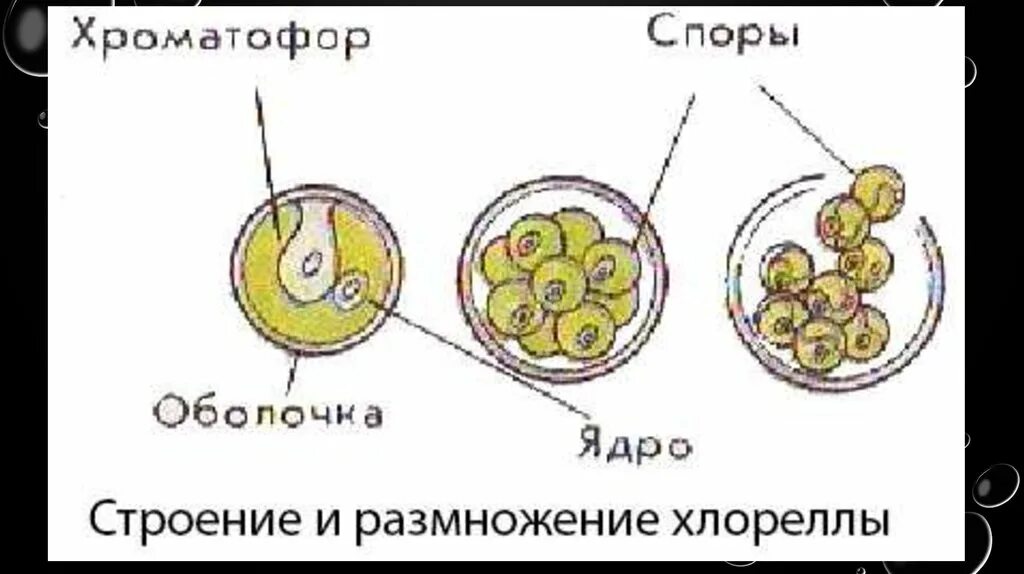 Строение хлореллы. Хлорелла строение размножение. Бесполое размножение хлореллы. Хлорелла водоросль размножение. Размножение хлореллы схема.