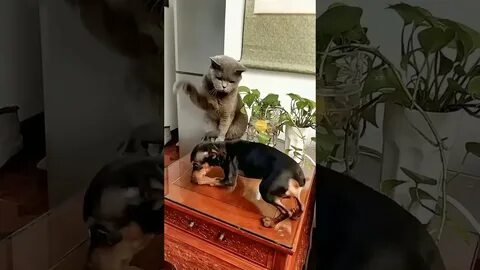 Доминирующая собака над собаками
