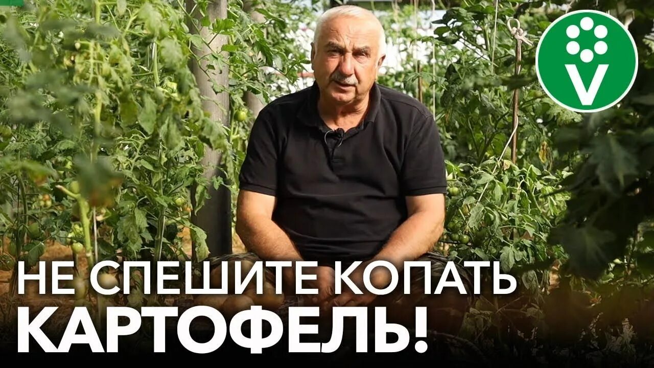 Лучшие дни для уборки картофеля в августе. Беларусь и картошка бесит. проверка урожая картофеля в 2025 году видео.