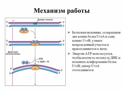 Димеры тимина