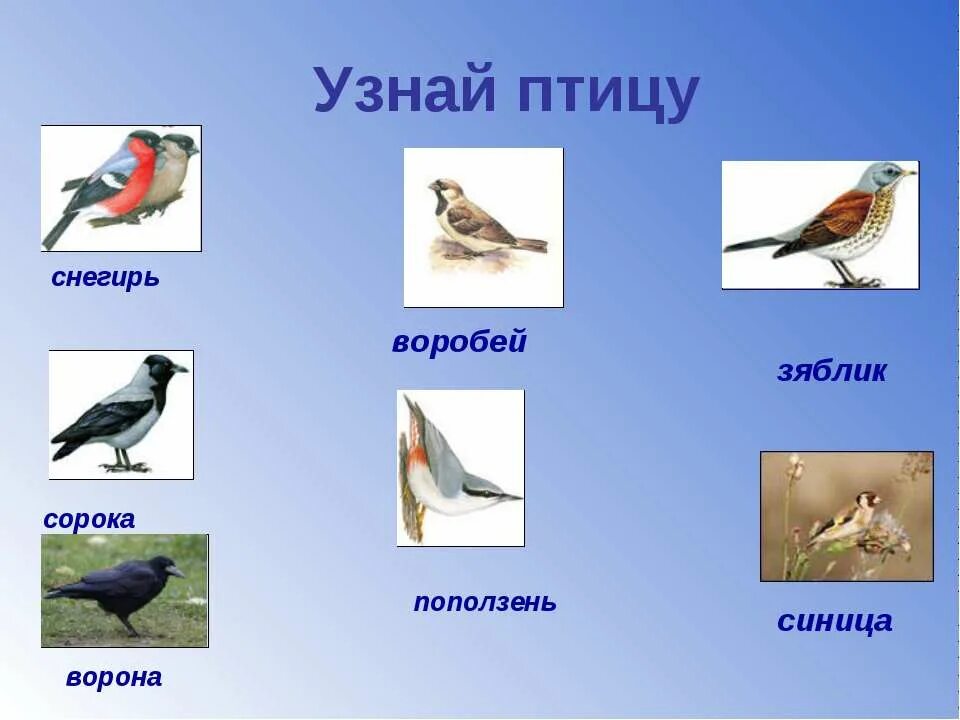 Где найти птичку. Птицы на башкирском языке. Птицы на татарском. Зимующие птицы на татарском. Перелетные птицы на башкирском языке.
