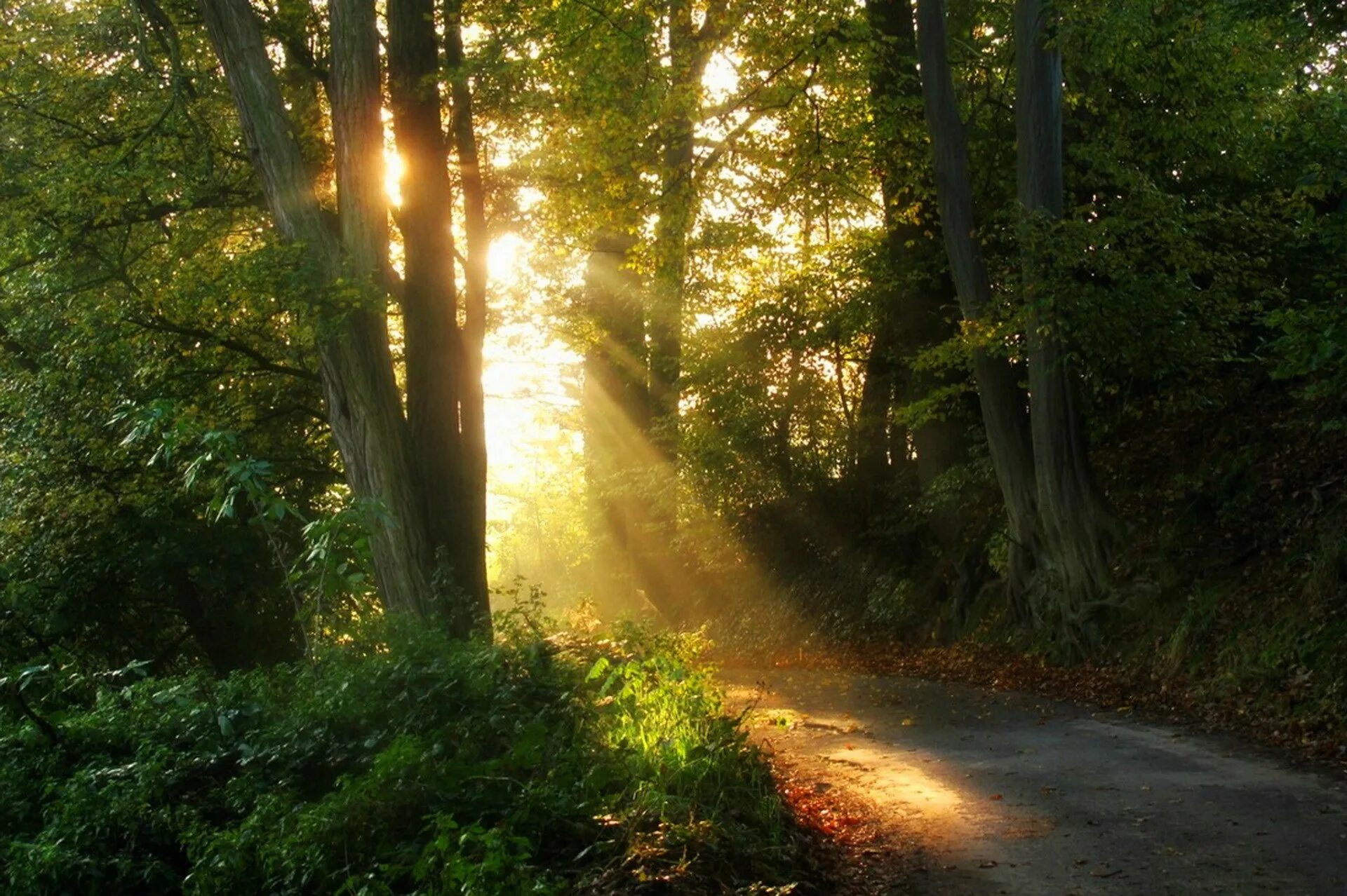 "Солнце в лесу". Красивый лес. Лучи солнца в лесу. Дерево освещенное солнцем. Лес солнце и звезды