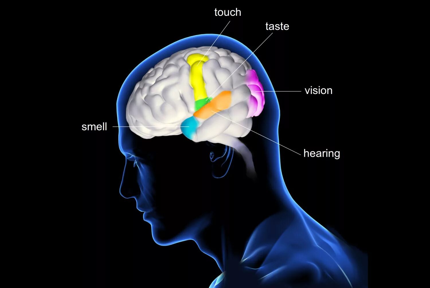 Brain sense. Мозг и органы чувств. Головной мозг органы чувств. Восприятие мозга. Мозг и ощущения.