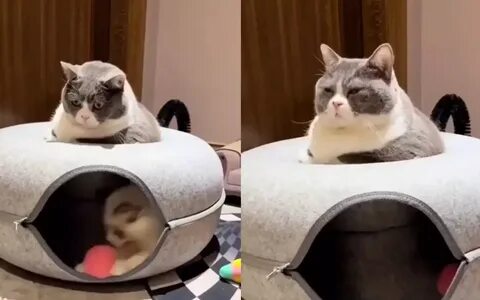 Дзен кот плывущий