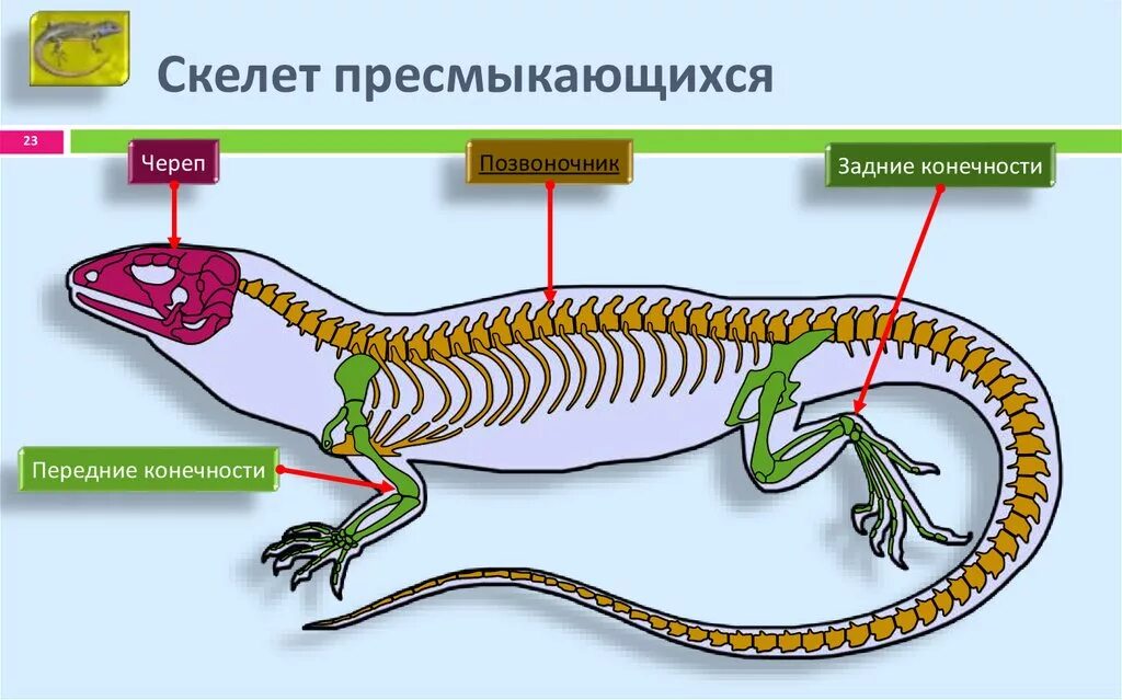 Схема рептилий. Скелет пресмыкающихся биология 7. Опорнодигательная система пресмыкающихся. Опорн двигательная система пресмык. Класс пресмыкающиеся скелет ящерицы.
