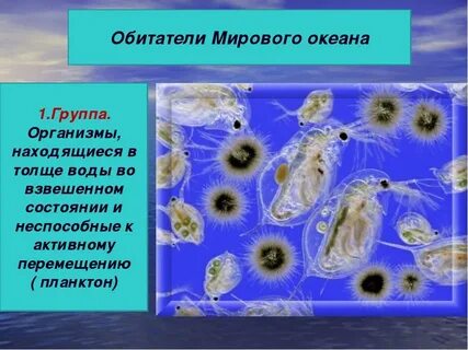 Группы планктонов