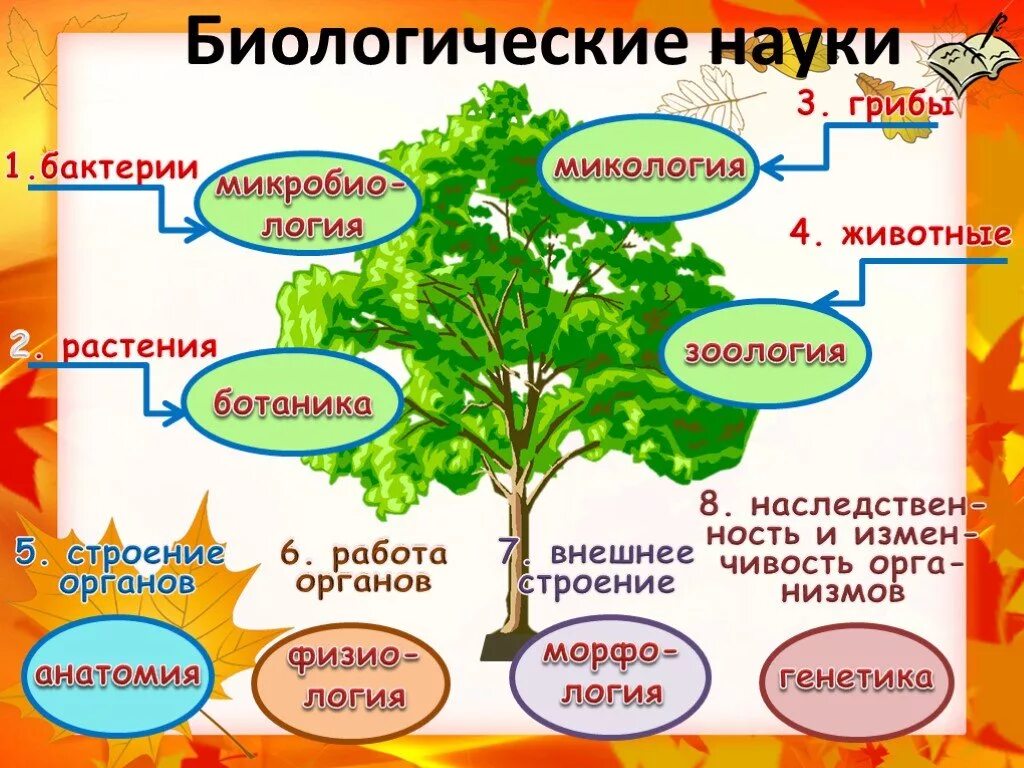 Биологические науки 6 класс. Биология наука о живой природе 5 класс. Биологические знания в жизни человека. Науки биологии 5 класс. Биологические науки презентация.