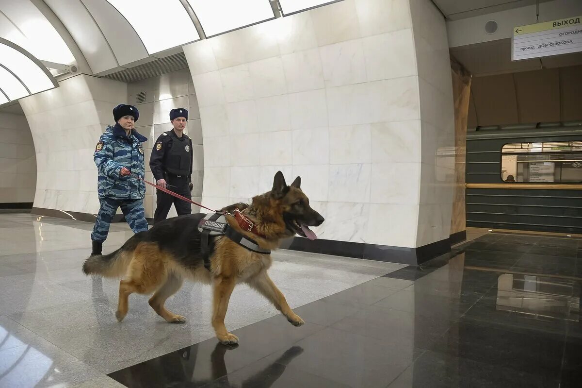 Кинологи Внуково. Служебные собаки. Полицейский с собакой в метро. Служба безопасности метро. Московских кинолог