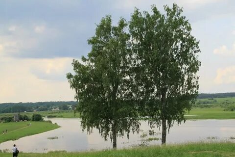 Белеющих берез