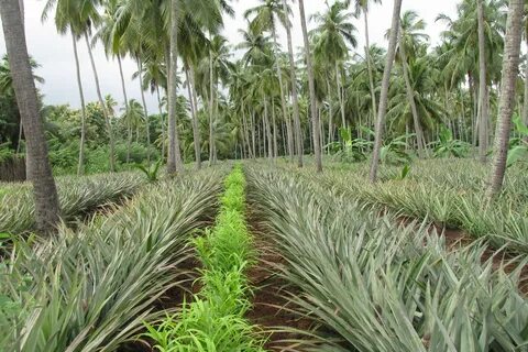 Coconut pepper